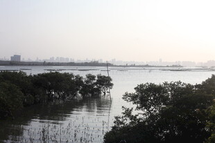 河畔红树林景观