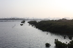 河畔风光 绿植点缀水面