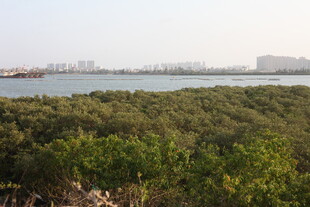 海岸边的茂密红树林景观