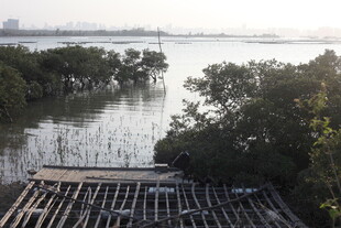 水边木栈道与繁茂植被
