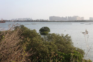 湖畔绿植与远处城市景观