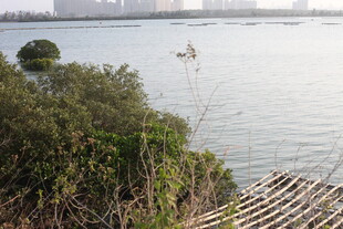 湖畔绿植与远处城市景致