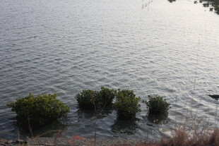 水中生长的绿意植物