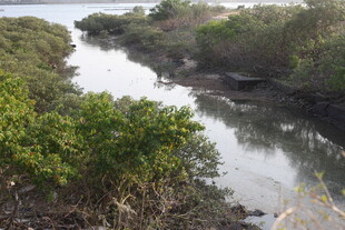蜿蜒河流旁的葱郁植被