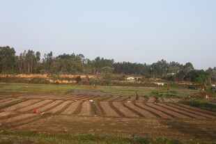 田野农田风光画面