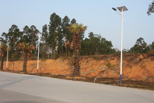 道路旁的路灯与树木景观