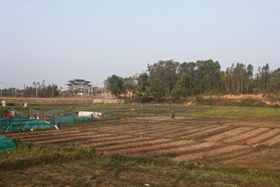 田野风光 农田绿意盎然