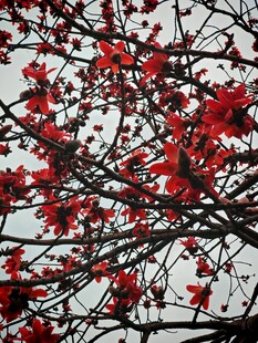 枝头红花朵朵艳 木棉花