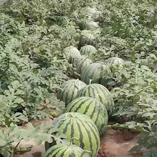 西瓜栽培