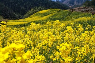 油菜花田