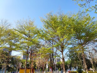 阳光下的葱郁树木