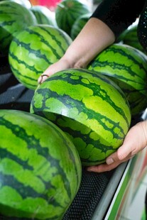 新鲜西瓜