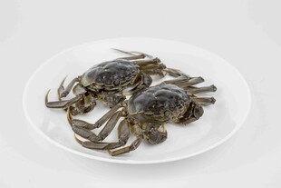 盘中鲜活螃蟹
