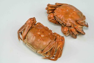 两只大闸蟹特写