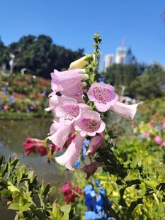 毛地黄