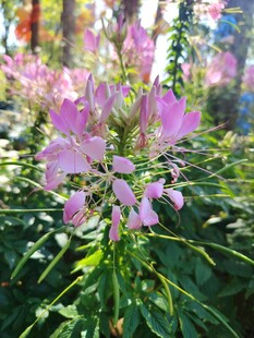 醉蝶花