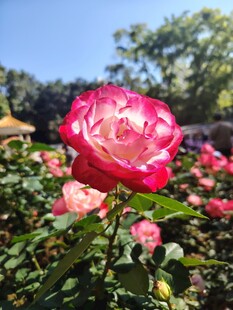 月季花