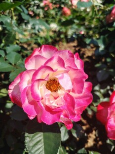 月季花