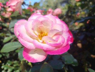月季花