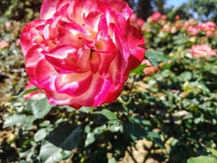 月季花