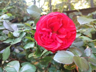 月季花