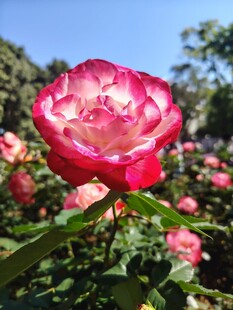 月季花
