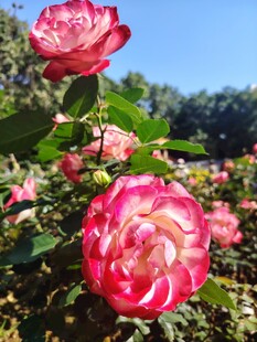 月季花
