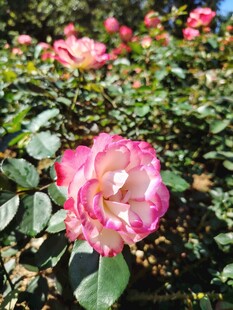 月季花