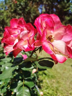 月季花