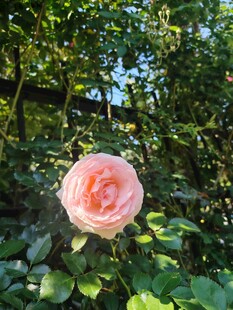 月季花