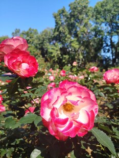 月季花