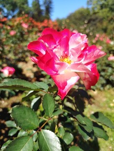 月季花