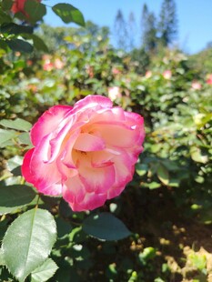 月季花