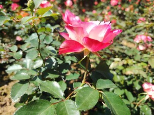 月季花
