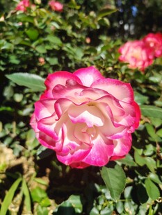 月季花
