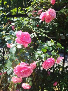 月季花