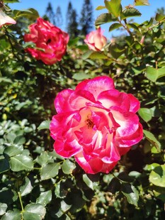 月季花