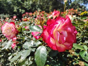 月季花