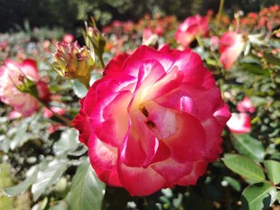 月季花