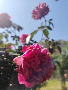 月季花