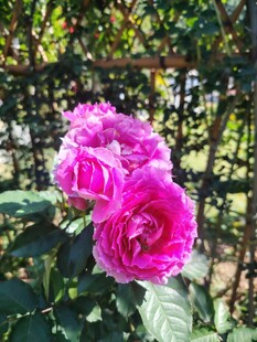 月季花