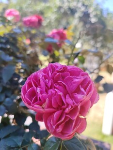 月季花