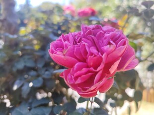 月季花