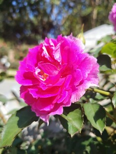 月季花