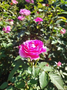 月季花