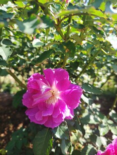 月季花