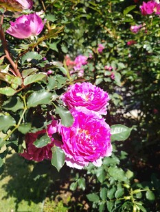 月季花