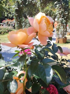 月季花