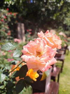 月季花