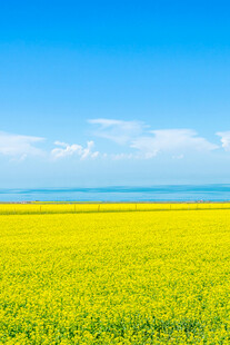金黄油菜田与蓝天美景